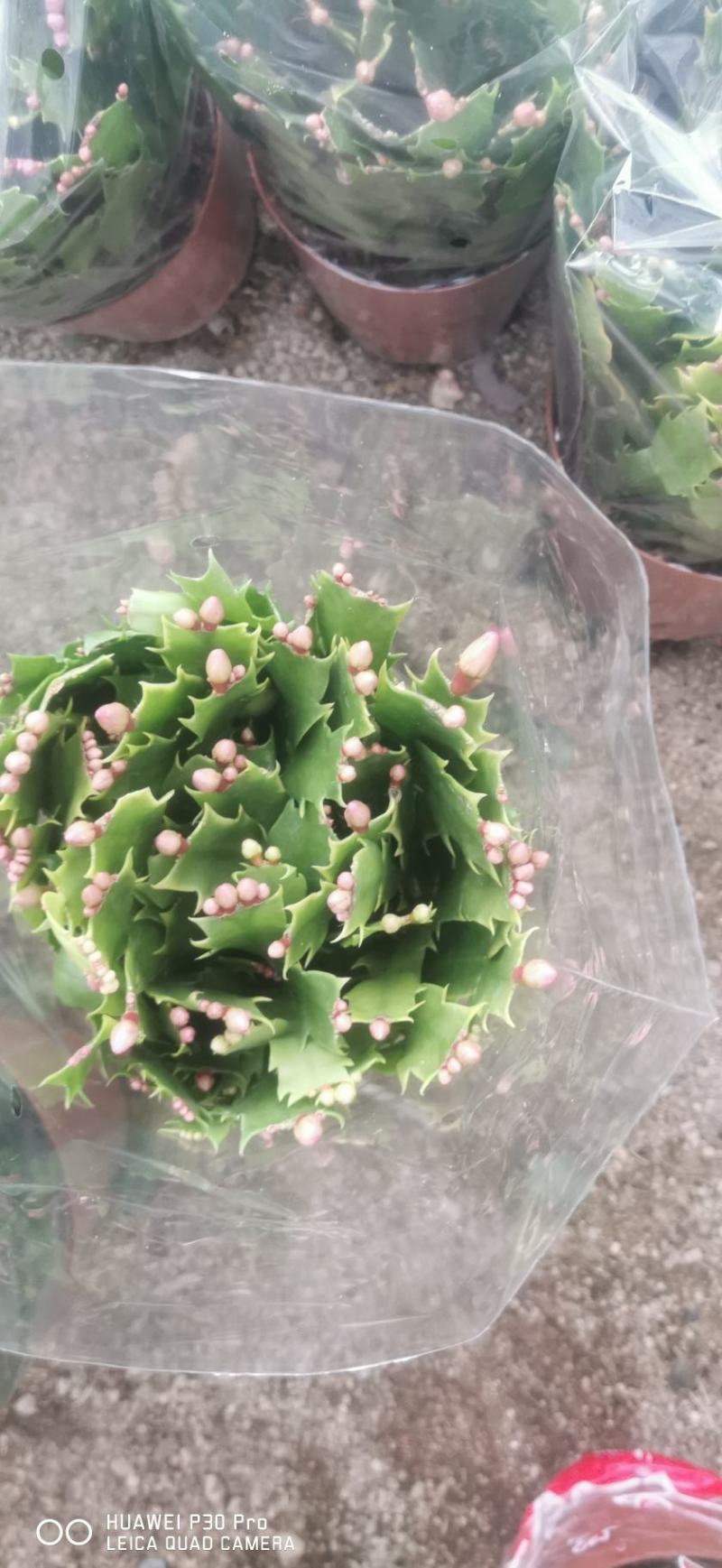 双色蟹爪兰满树花苞株型漂亮开花鲜艳