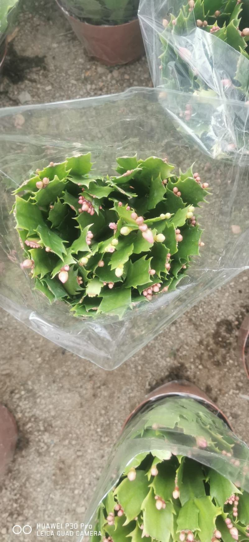 双色蟹爪兰满树花苞株型漂亮开花鲜艳