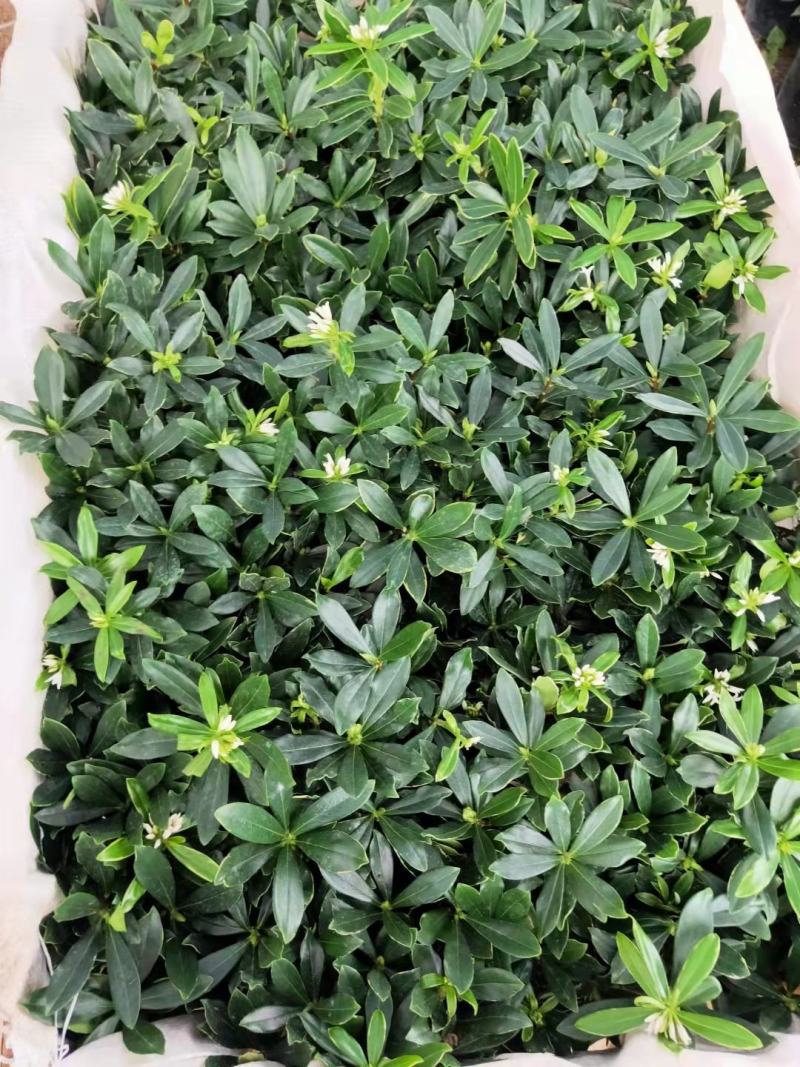 双色蟹爪兰满树花苞株型漂亮开花鲜艳