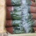 双色蟹爪兰满树花苞株型漂亮开花鲜艳