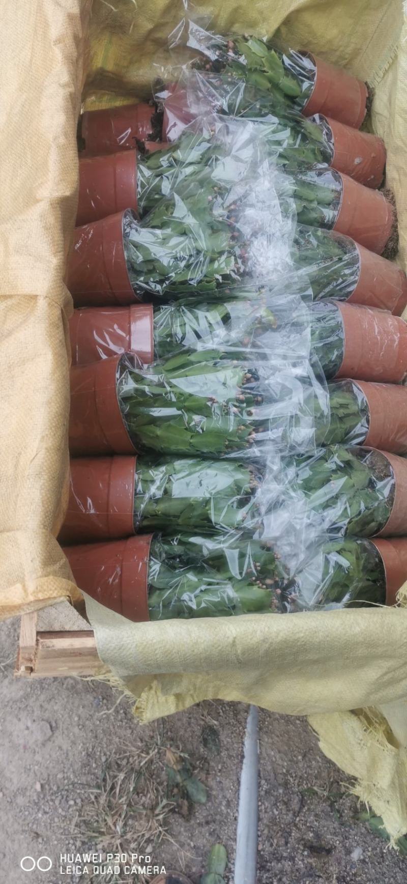 双色蟹爪兰满树花苞株型漂亮开花鲜艳
