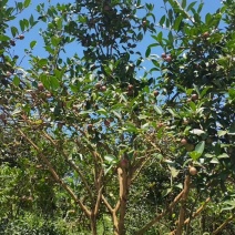 高山油茶籽，自己的基地