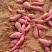 303红薯、西瓜红、济薯26、红苏八