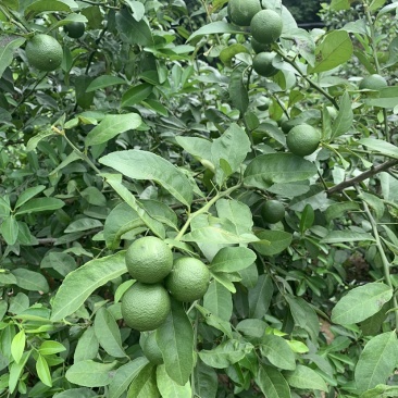 云南玉溪冰糖橙大量接单产地直发量大从优欢迎来电咨询