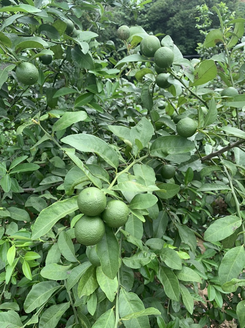 云南玉溪冰糖橙大量接单产地直发量大从优欢迎来电咨询