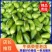 河南青茄子,内黄县青茄大量上市,质量好价格低,一条龙服务