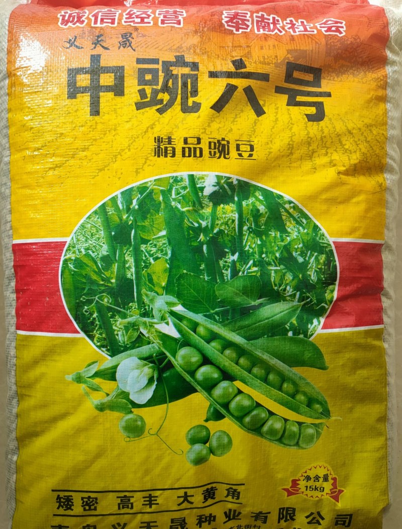 矮子豌豆种子中豌六号豌豆种子大黄角豌豆种子采角豌豆种子