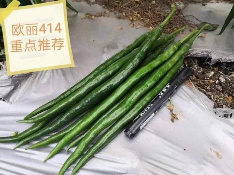 高品质！加长型黑皮线椒辣椒种子欧丽414，深绿墨绿油亮皮