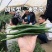 高品质!加长型黑皮线椒辣椒种子欧丽414,深绿墨绿油亮皮