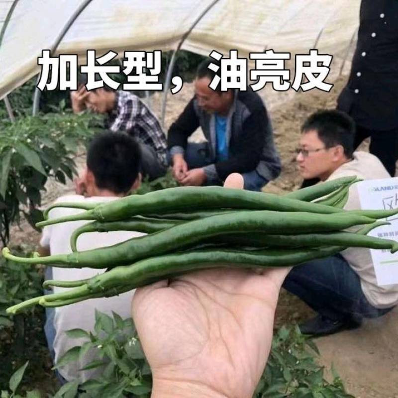 高品质！加长型黑皮线椒辣椒种子欧丽414，深绿墨绿油亮皮
