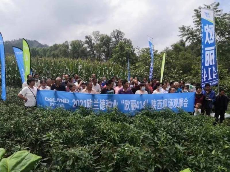 高品质！加长型黑皮线椒辣椒种子欧丽414，深绿墨绿油亮皮