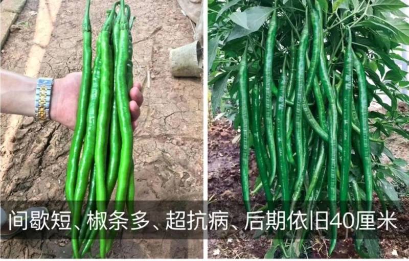高品质！加长型黑皮线椒辣椒种子欧丽414，深绿墨绿油亮皮