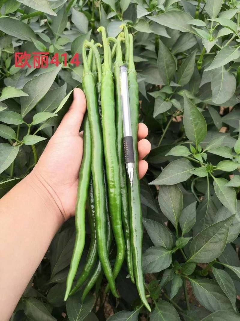高品质！加长型黑皮线椒辣椒种子欧丽414，深绿墨绿油亮皮