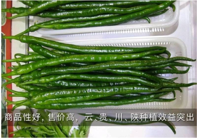 高品质！加长型黑皮线椒辣椒种子欧丽414，深绿墨绿油亮皮