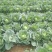 大白菜义和秋大白菜宁夏大白菜宁夏银川大白菜量大从优
