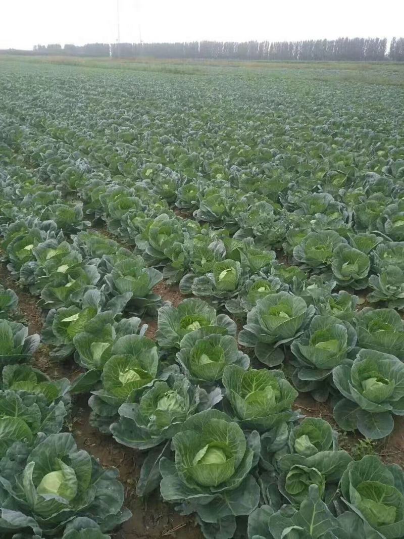 大白菜义和秋大白菜宁夏大白菜宁夏银川大白菜量大从优
