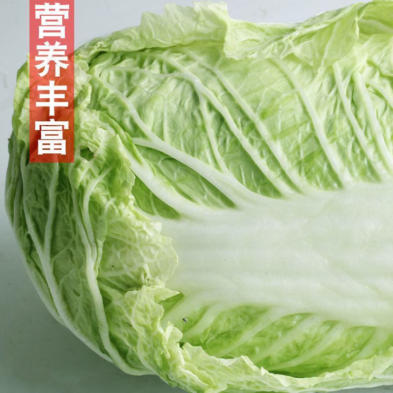 大白菜义和秋大白菜宁夏大白菜宁夏银川大白菜量大从优