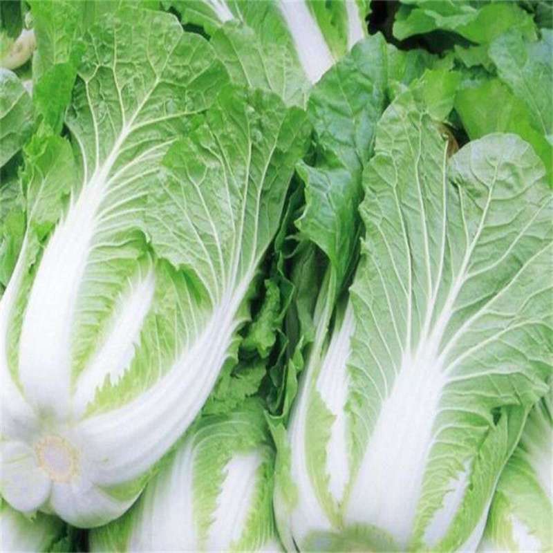 大白菜义和秋大白菜宁夏大白菜宁夏银川大白菜量大从优
