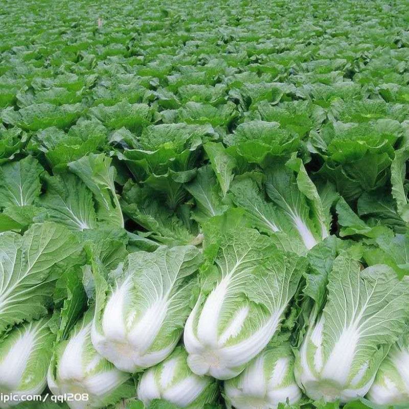 大白菜义和秋大白菜宁夏大白菜宁夏银川大白菜量大从优