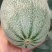 精品哈密瓜，甜度高，口感脆甜，个大，价格实惠产地直发，