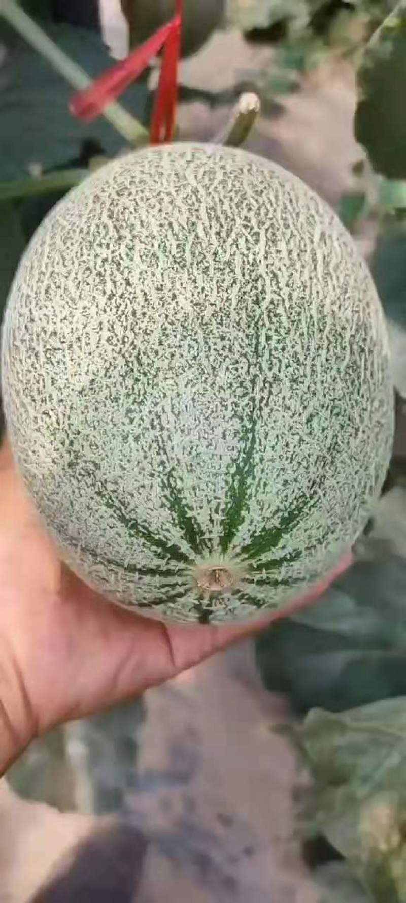 精品哈密瓜，甜度高，口感脆甜，个大，价格实惠产地直发，