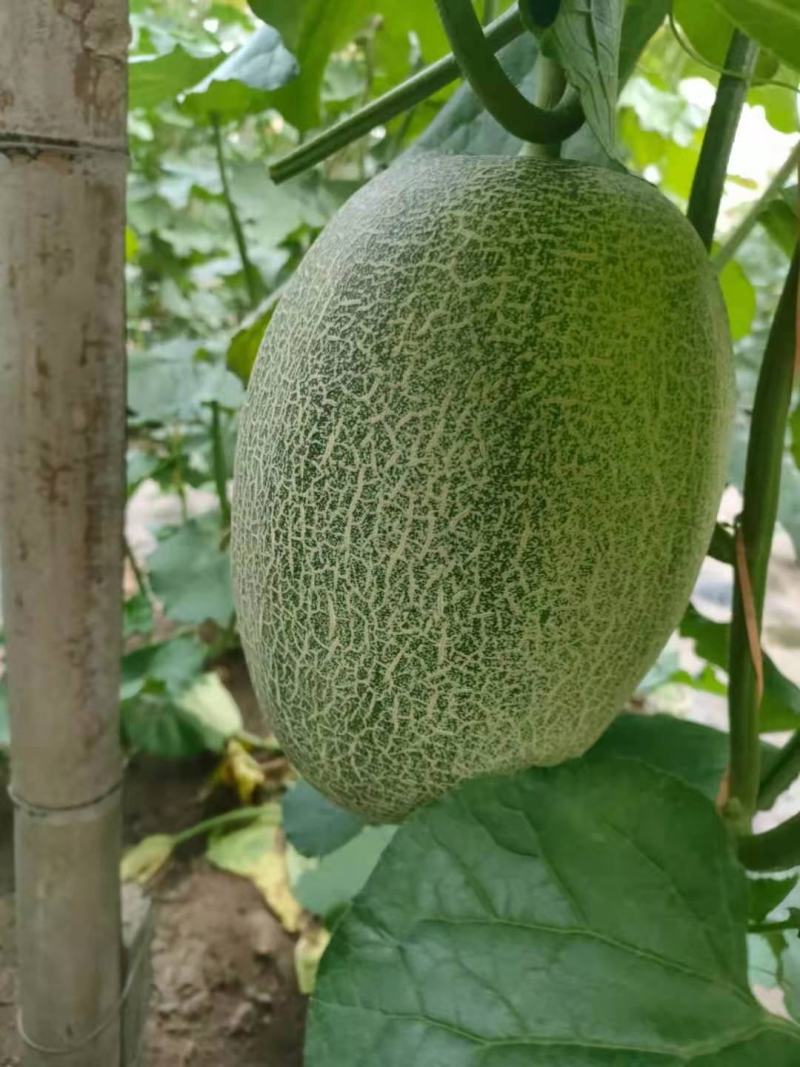 精品哈密瓜，甜度高，口感脆甜，个大，价格实惠产地直发，
