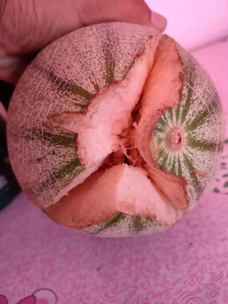 精品哈密瓜，甜度高，口感脆甜，个大，价格实惠产地直发，