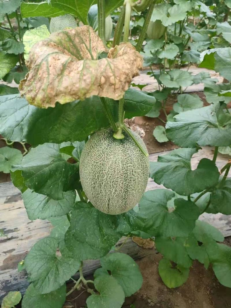 精品哈密瓜，甜度高，口感脆甜，个大，价格实惠产地直发，