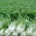 大白菜宁夏大白菜宁夏银川大白菜量大从优质量保证