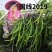 高品质！加长型绿皮线椒辣椒种子国线2019，特长翠绿顺直