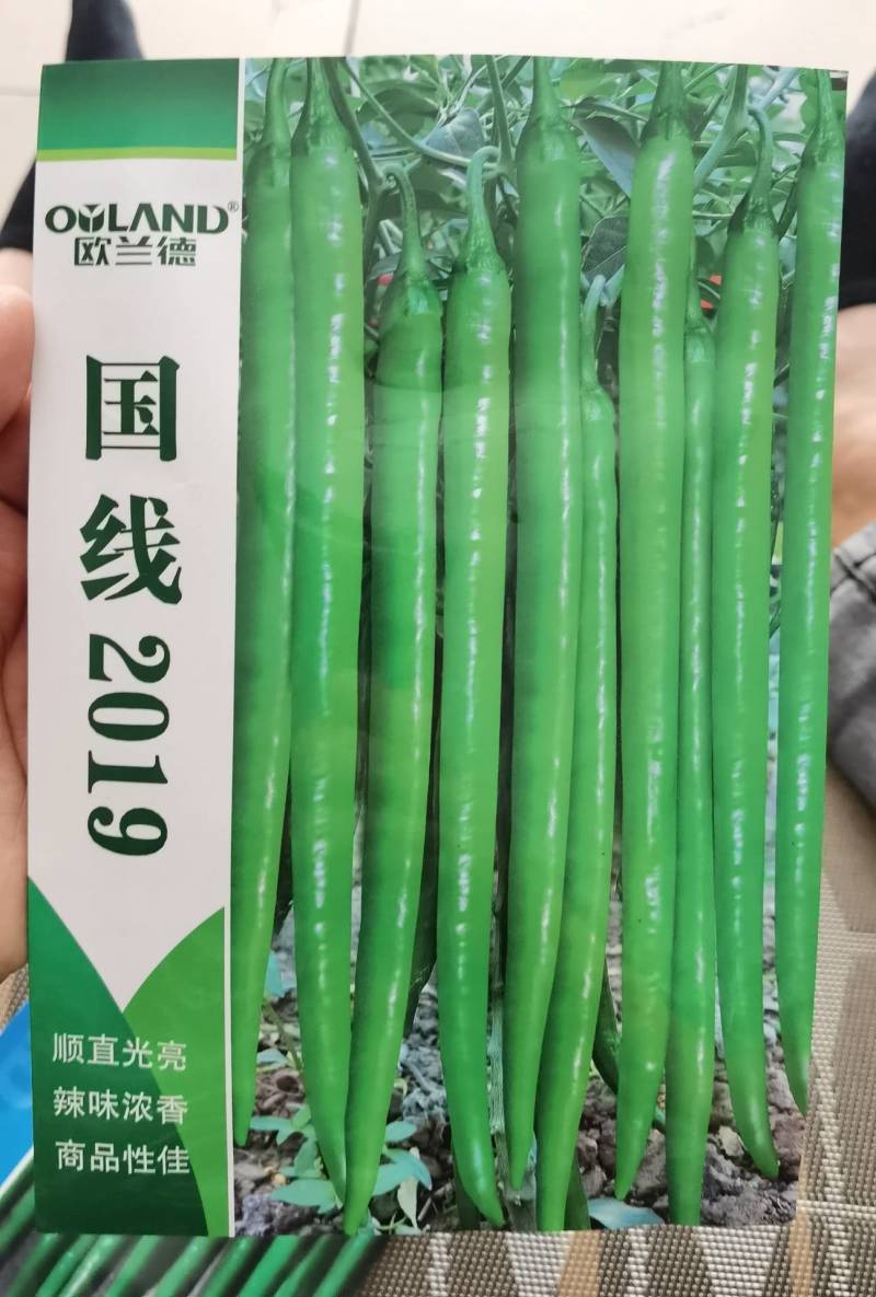 高品质！加长型绿皮线椒辣椒种子国线2019，特长翠绿顺直