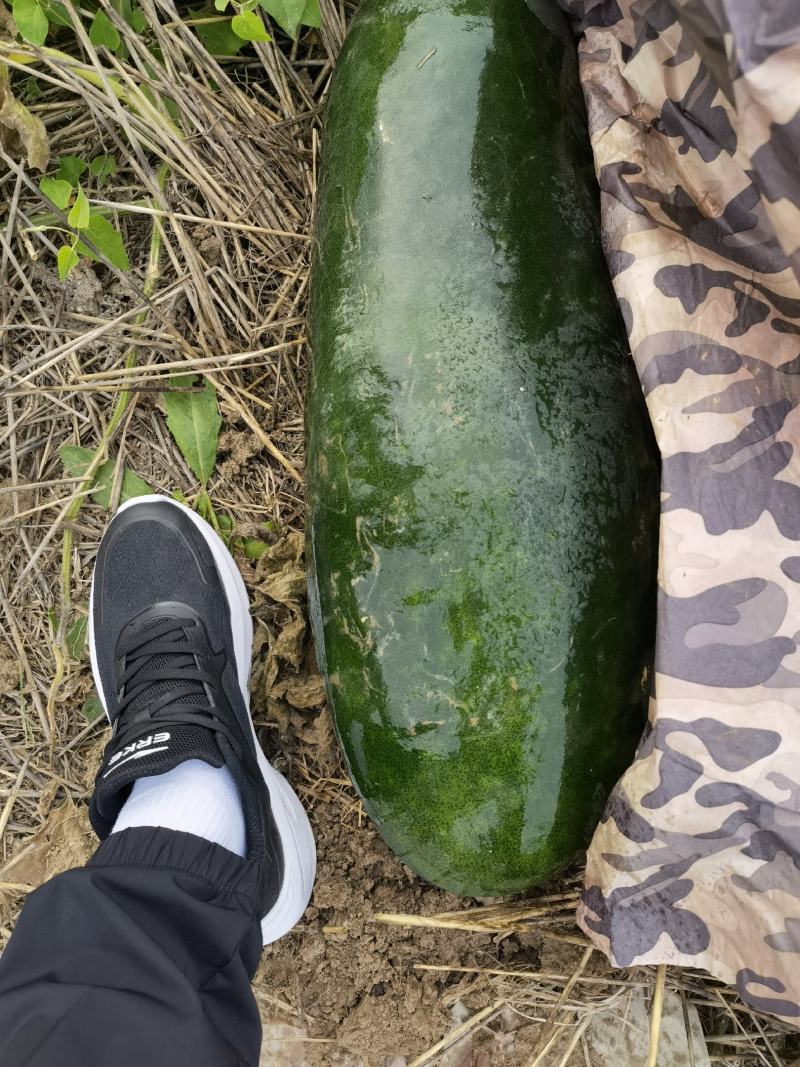 冬瓜