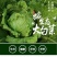 《产地直发》精品大白菜无烧心无虫眼品质保证基地直供一手货