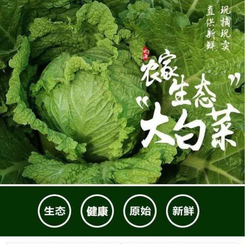 《产地直发》精品大白菜无烧心无虫眼品质保证基地直供一手货