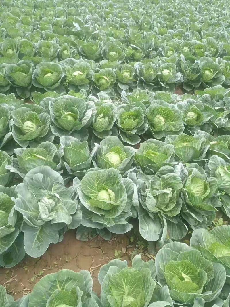 《产地直发》精品大白菜无烧心无虫眼品质保证基地直供一手货