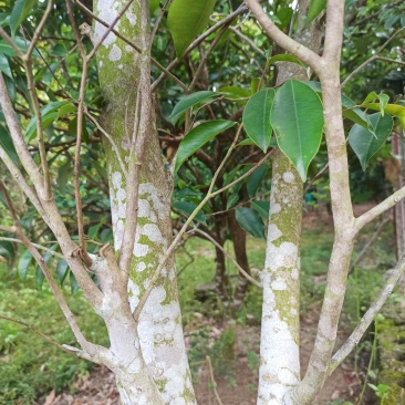 琪楠沉香木种植沉香苗原产地种植琪楠沉香苗木结油结香快