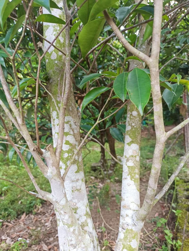 琪楠沉香木种植沉香苗原产地种植琪楠沉香苗木结油结香快