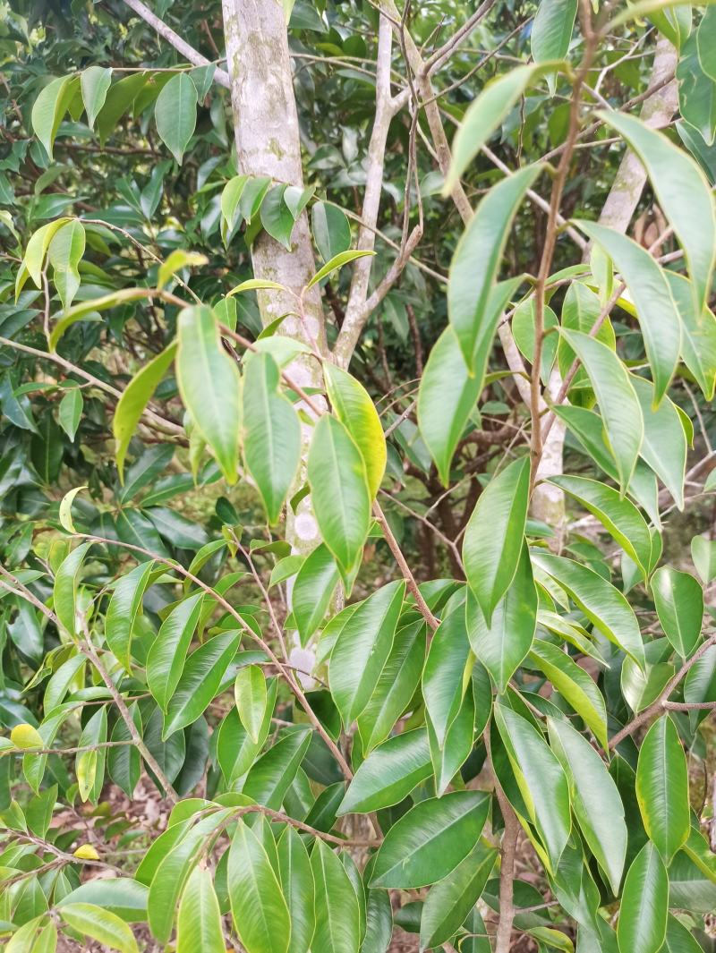 琪楠沉香木种植沉香苗原产地种植琪楠沉香苗木结油结香快