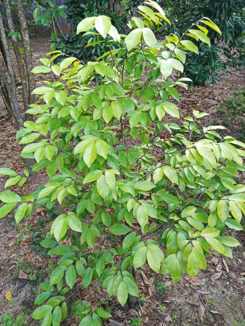 琪楠沉香木种植沉香苗原产地种植琪楠沉香苗木结油结香快