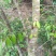 琪楠沉香木种植沉香苗原产地种植琪楠沉香苗木结油结香快