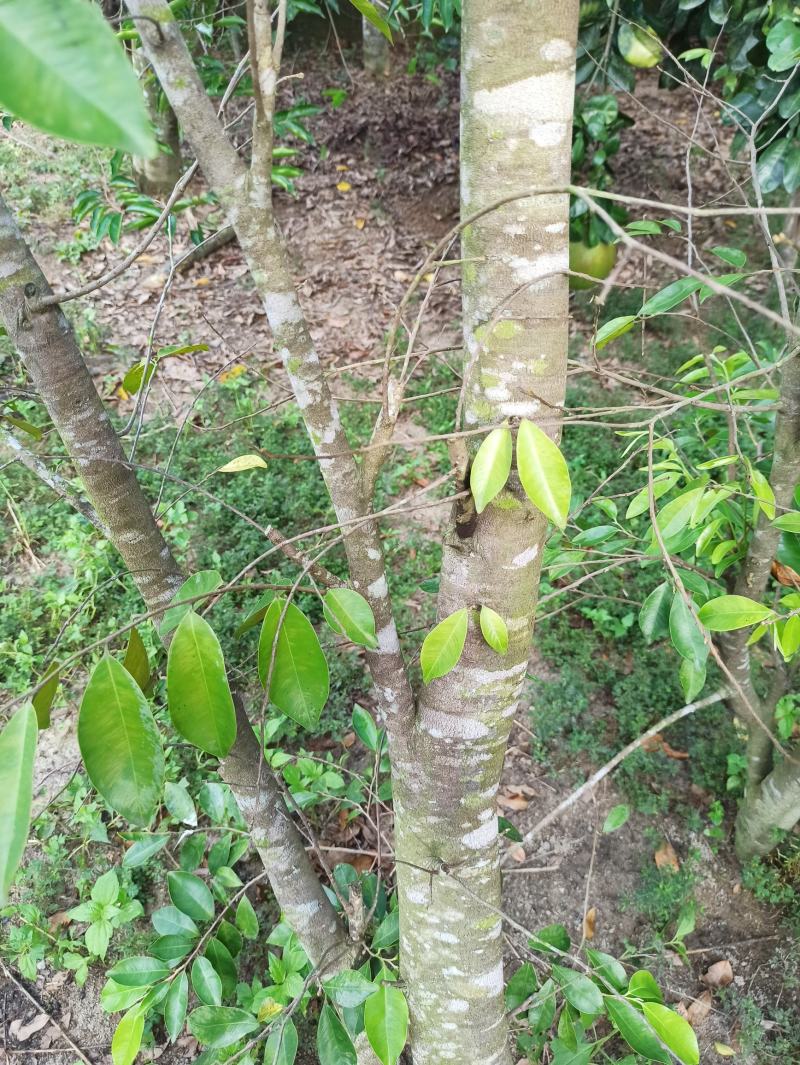 琪楠沉香木种植沉香苗原产地种植琪楠沉香苗木结油结香快