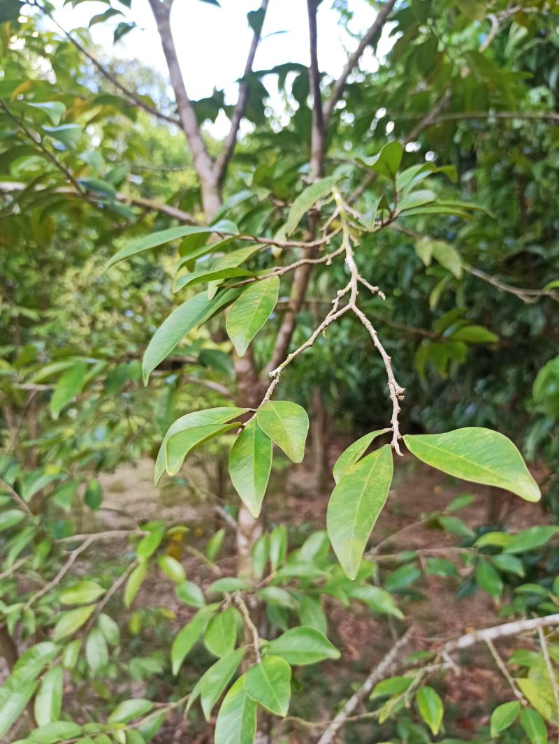 琪楠沉香木种植沉香苗原产地种植琪楠沉香苗木结油结香快
