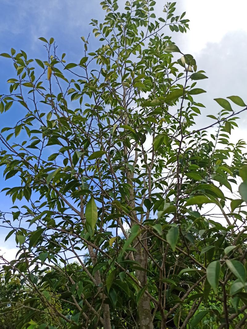 琪楠沉香木种植沉香苗原产地种植琪楠沉香苗木结油结香快