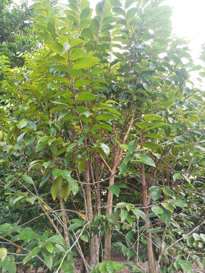 琪楠沉香木种植沉香苗原产地种植琪楠沉香苗木结油结香快