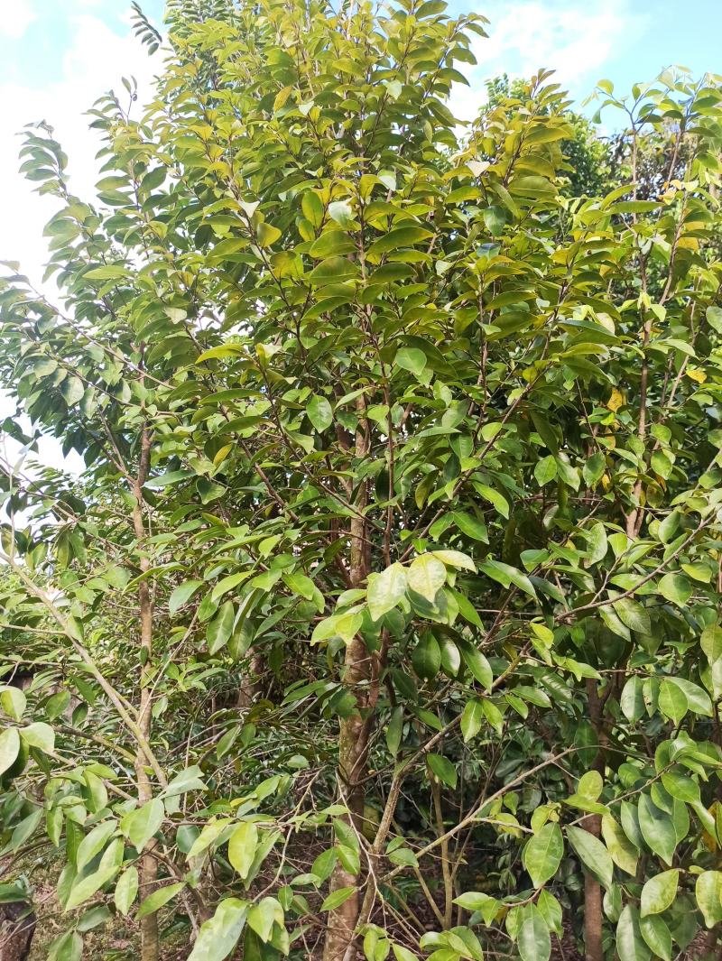 琪楠沉香木种植沉香苗原产地种植琪楠沉香苗木结油结香快
