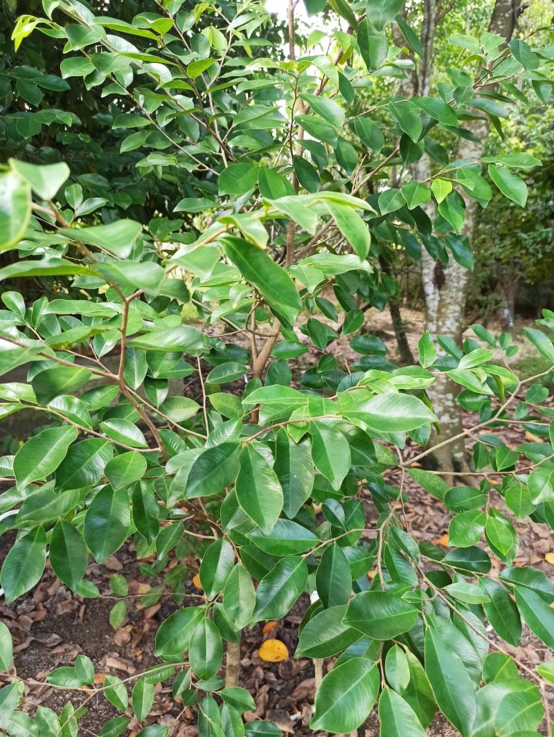 琪楠沉香木种植沉香苗原产地种植琪楠沉香苗木结油结香快