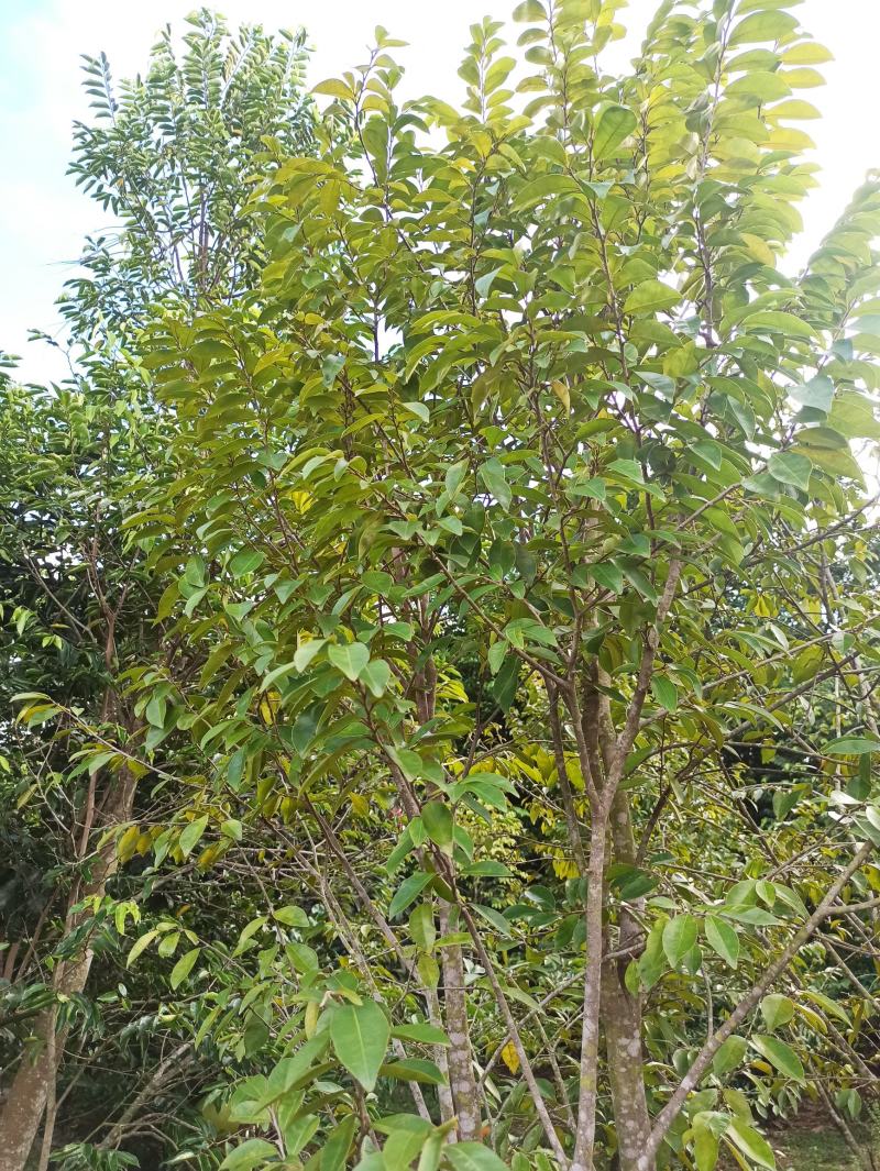 琪楠沉香木种植沉香苗原产地种植琪楠沉香苗木结油结香快