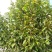 琪楠沉香木种植沉香苗原产地种植琪楠沉香苗木结油结香快