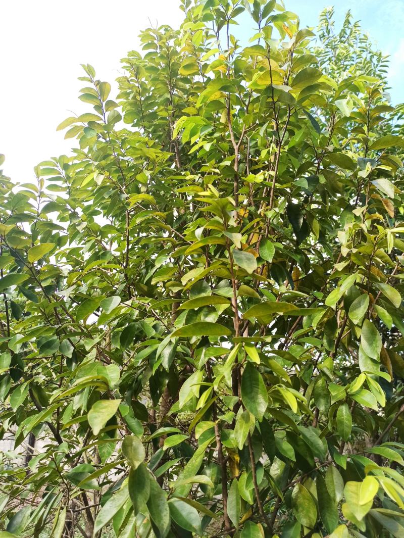 琪楠沉香木种植沉香苗原产地种植琪楠沉香苗木结油结香快