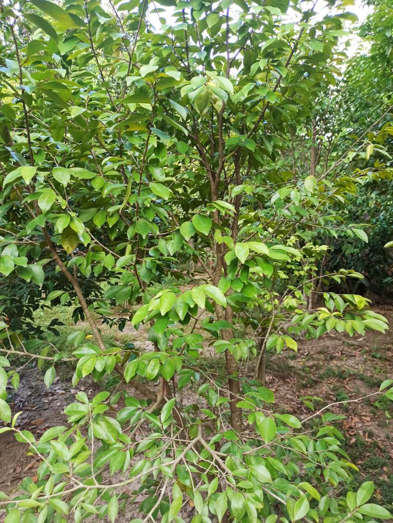 琪楠沉香木种植沉香苗原产地种植琪楠沉香苗木结油结香快